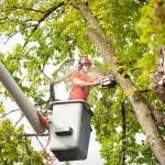 tree removal in Waco TX