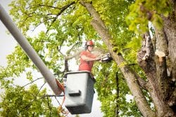 tree removal in Waco TX