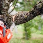 tree trimming service in Waco